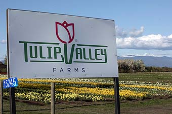 Skagit Valley Tulip Festival